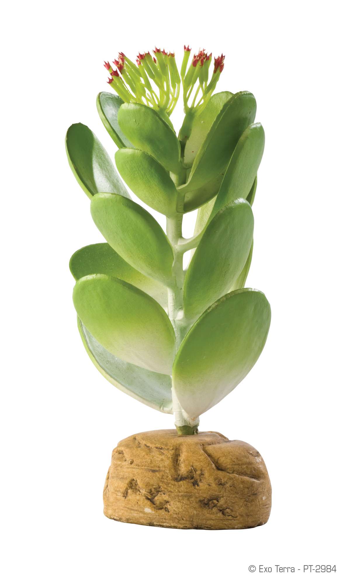 Exo Terra Jade Cactus Sukkulent
