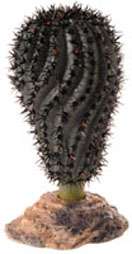 Hobby Cactus Gobi, 14 cm