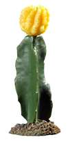 Hobby Cactus Chihuahua 2, 19cm