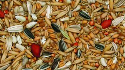 Vildfugl blanding 5 kg