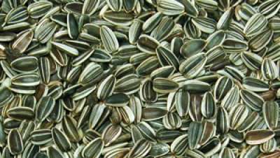 Solsikkefrø 4kg