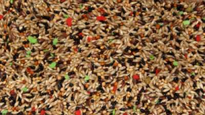 Bello Kanarieblanding med  Vitamintilskudd 5kg