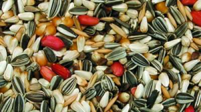 Bello  Papegøyeblanding OL 15KG