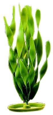 Jungle Vallisneria 30cm