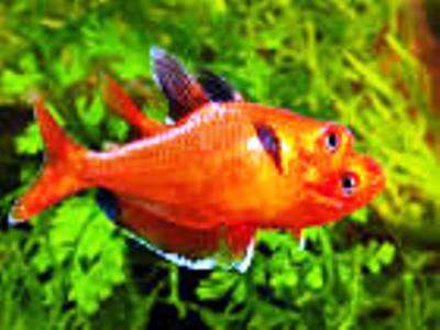 Serpa Tetra (Hyphessobrycon eques)