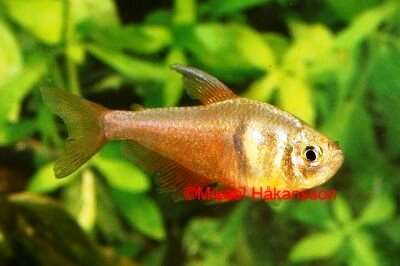 Rio Tetra (Hyphessobrycon flammeus)