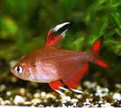 Rosen Tetra (Hyphessobrycon rosaceus)