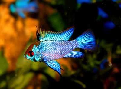 Sommerfugl ciklide Electric Blue (Microgeophagus ramirez) 4cm