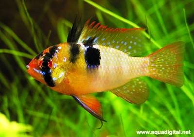 Sommerfuglciklide (Mikrogeophagus ramirez) 4-5cm