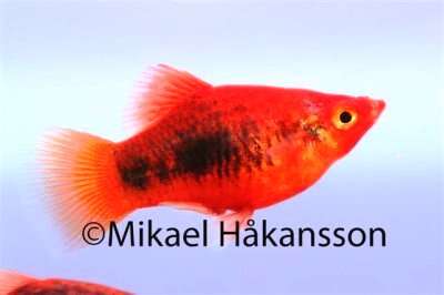 Platy Tuxido Red