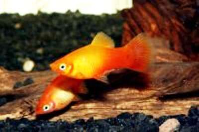 Platy Sunset