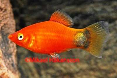 Platy Rød musse Pigg