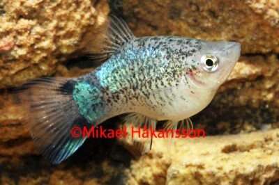 Platy korall blå neon Tuxedo