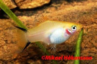 Platy Sunsetl Komet 3,5-5cm (Xiphophorus maculatus)