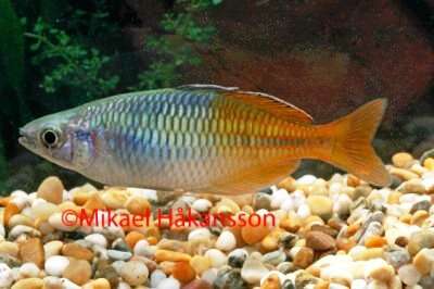 Bosemani Regnbuefisk