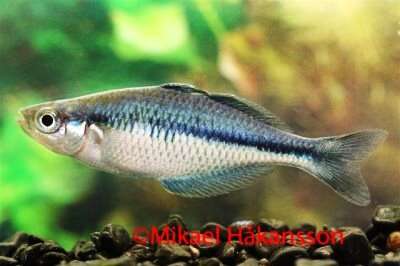 Blå Regnbue fisk (Melanotaenia lacustris)