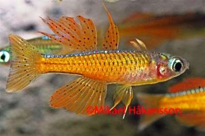 Pseudomugil Neon (Pseudomugil luminatus)