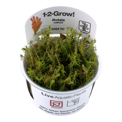 Rotala Wallichii invitro