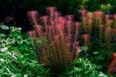 Rotala Wallichii invitro