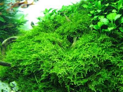 Vesicularia montagnei 'Christmas Moss'invitro