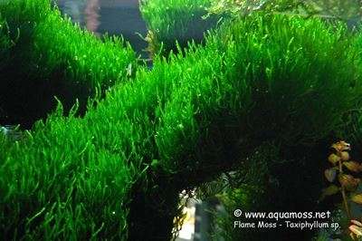 Taxiphyllum sp. Flame Moss Invitro