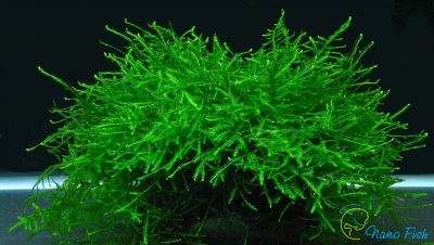 Taxiphyllum barbieri 'Bogor Moss'