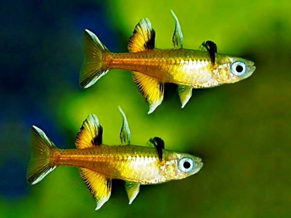 Pseudomugil signifer 2-3cm