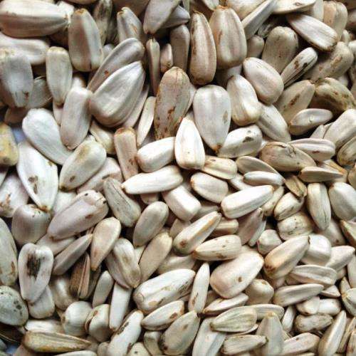 Solsikkefrø Hvit 3kg