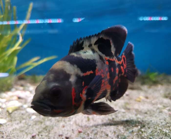 Oscar Ciklide Tiger 6-7cm