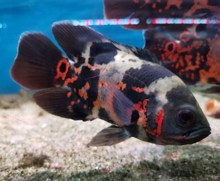 Oscar Ciklide Tiger 8-10cm