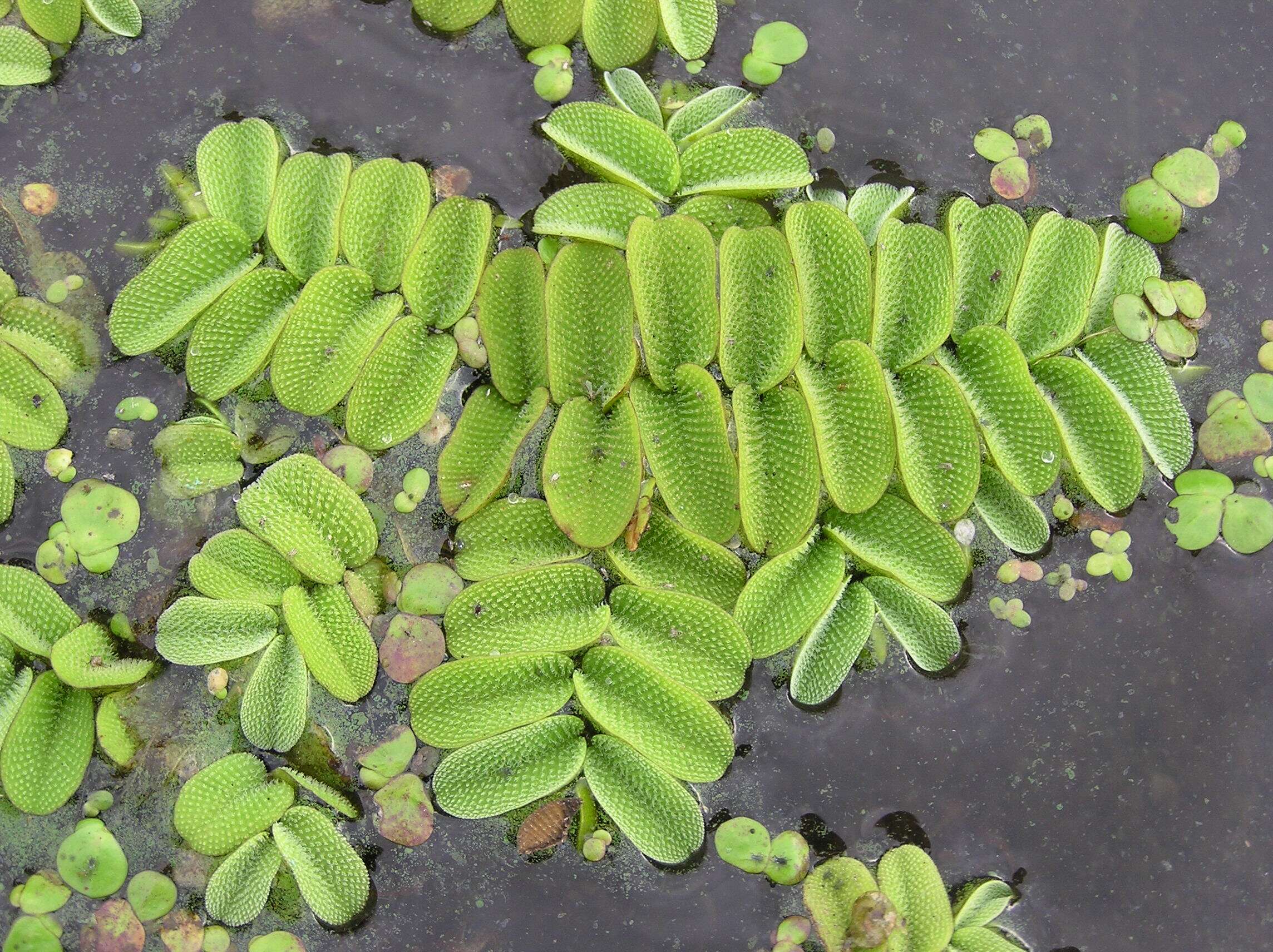 Salvinia Minima 1-2Grow