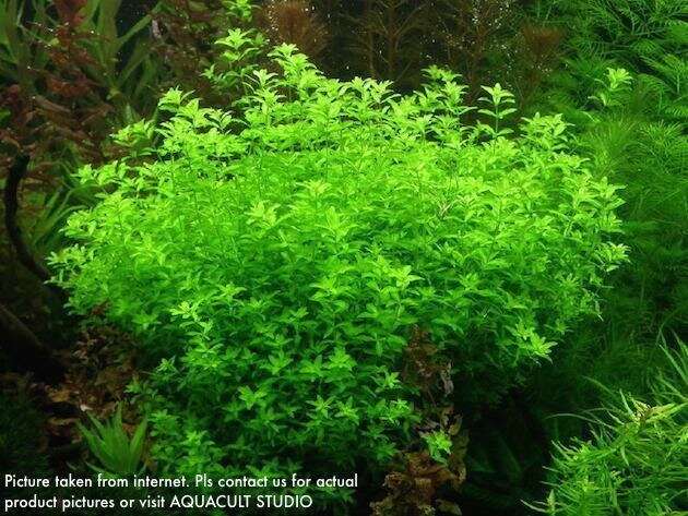 Micranthemum callitrichoides Cuba invitro