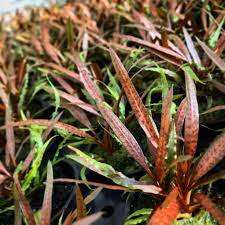 Cryptocoryne albida Brown