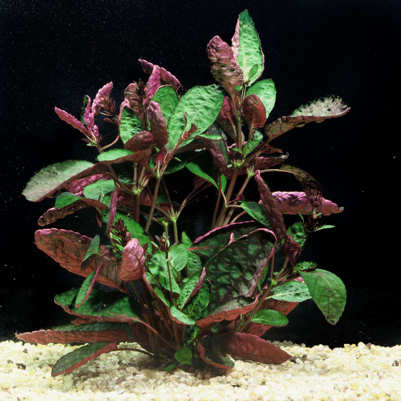 Hemigraphis Colarata