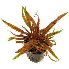 Cryptocoryne albida Brown