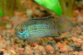 Nannacara anomala (syd Amerika)