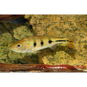 Peacock Cichlid 4-6cm (Cichla ocellaris)