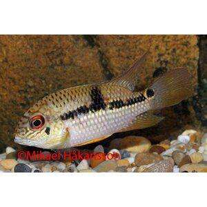 AEQUIDENS SP. 'JENARO HERRERA' VF 3-5CM(syd aamerika)