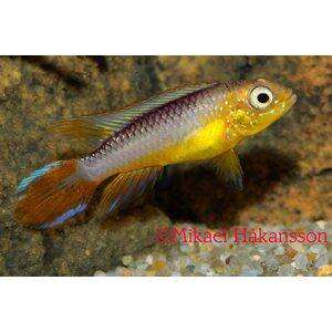 Apistogramma agassizii