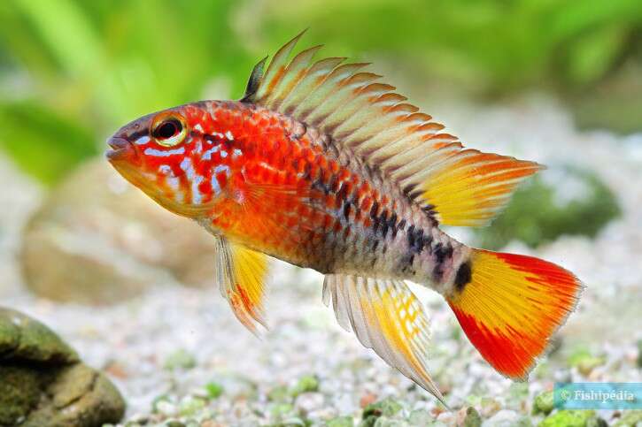 Apistogramma macmasteri (3-4cm)