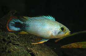 Apistogramma panduro