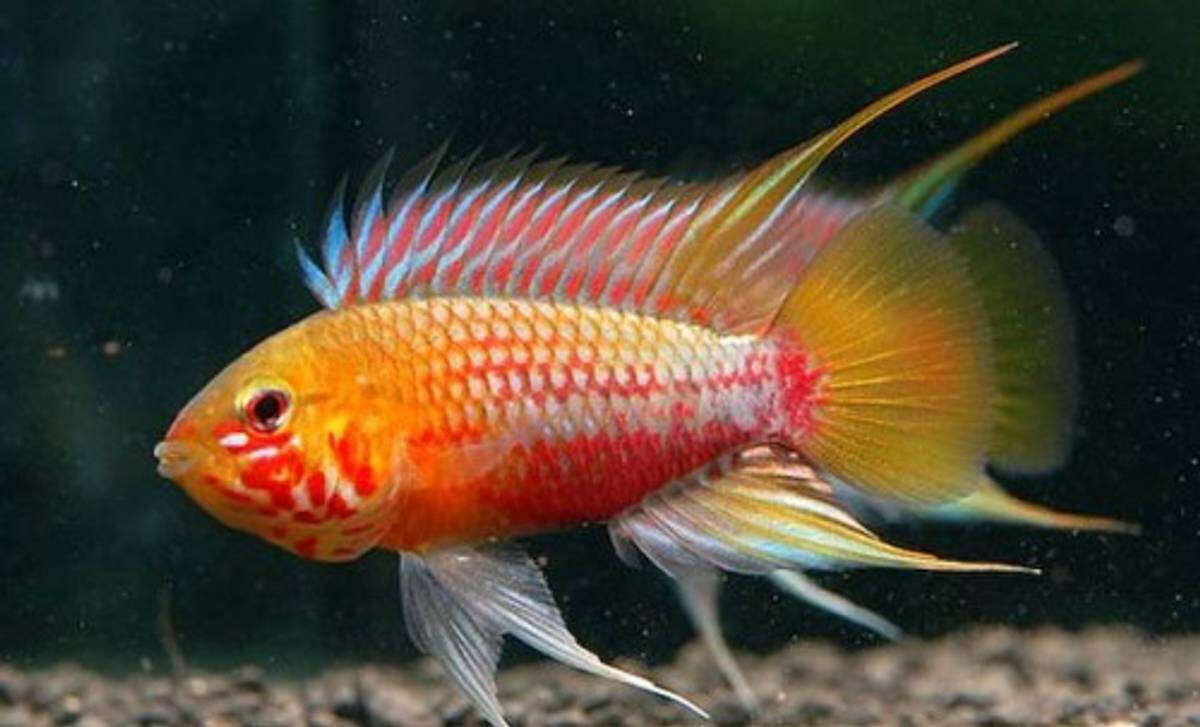 Apistogramma hongsloi (syd Smerika)