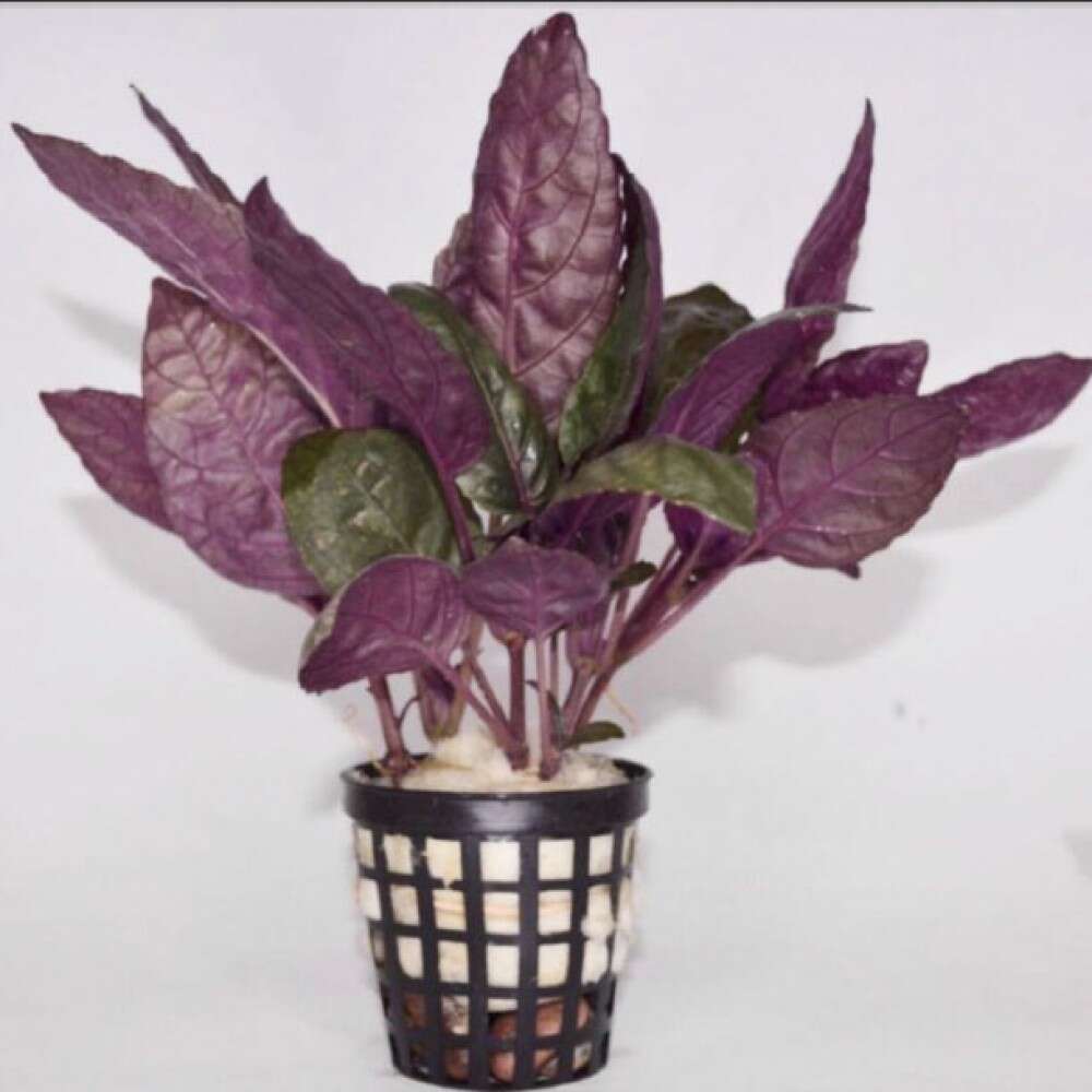 Hemigraphis Colarata