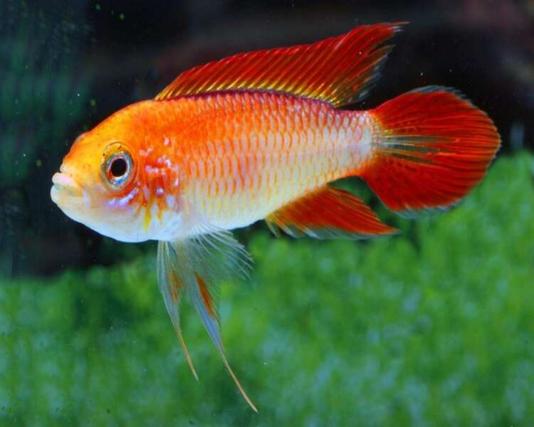 Apistogramma agassizii fire red