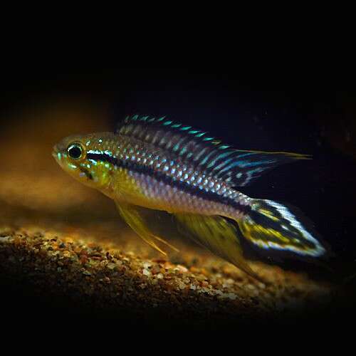Apistogramma agassizii Rio Negro black line