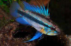 Apistogramma Trifasciata