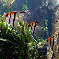 Pterophyllum scalare Manacapuru red back