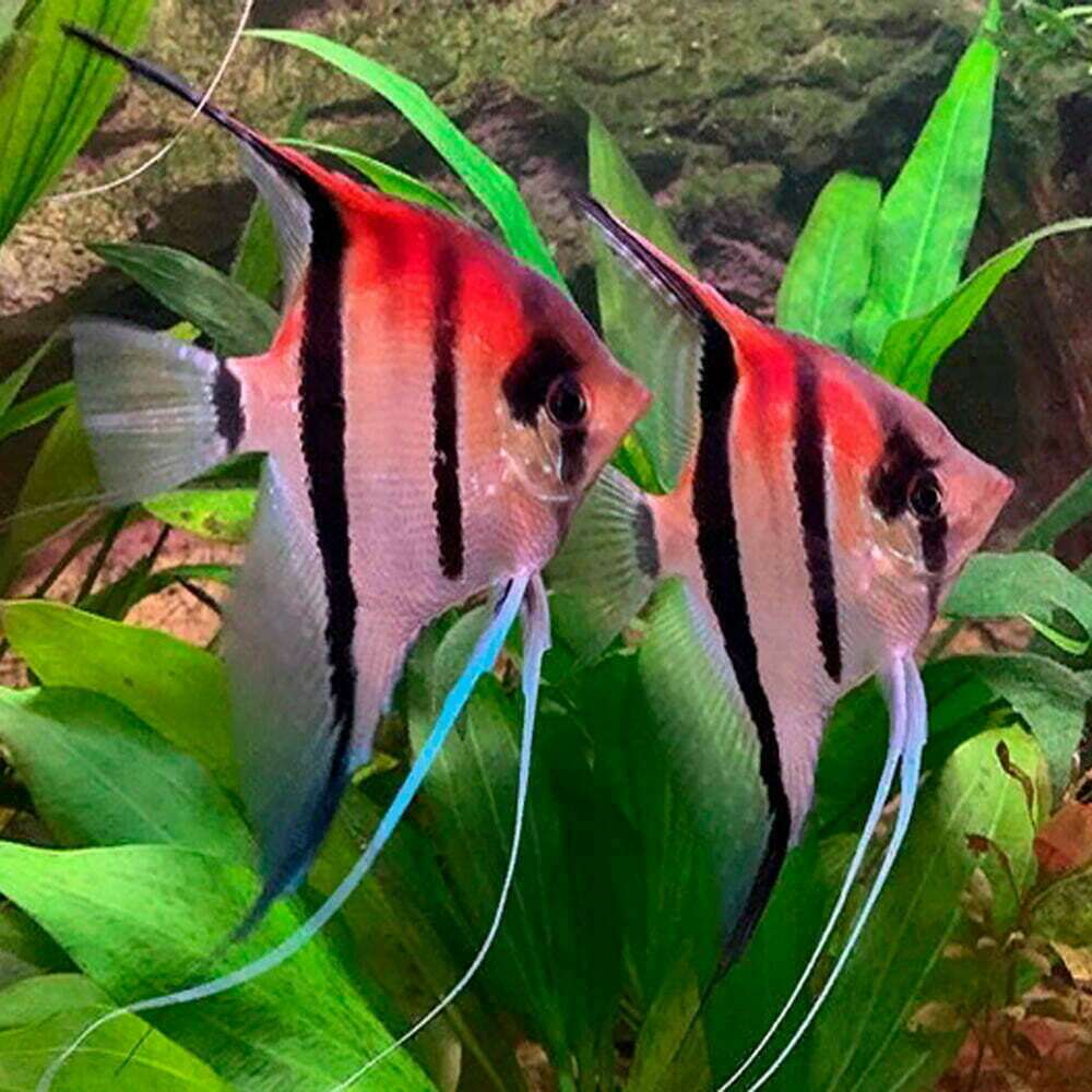 Pterophyllum scalare Manacapuru super red back