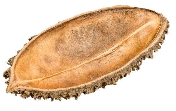 Aqualex Bolsa de Pastor halv skall