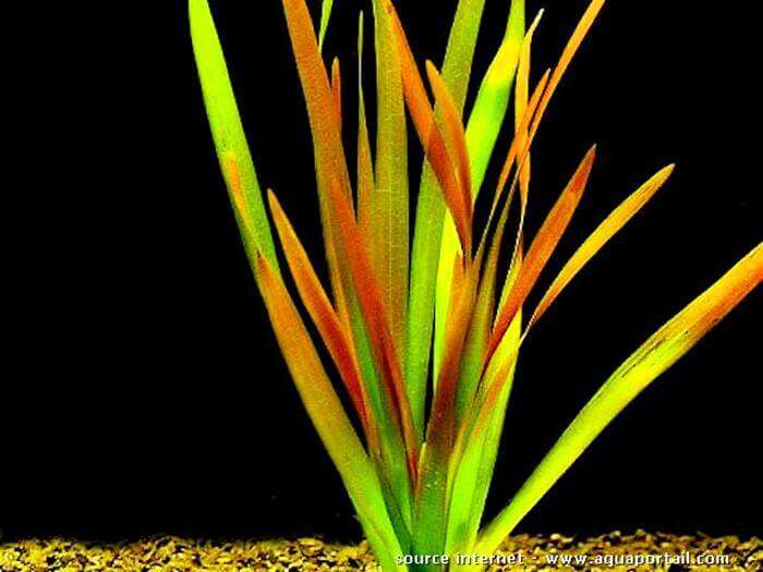 Vallisneria nana Rubra